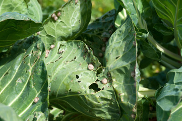Pests in organic farming