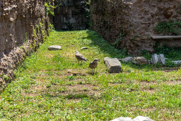 Naklejka na ściany i meble Italy, Rome, Roman Forum, birds on green grass
