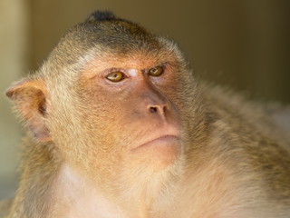 Head shot side face a monkey with nature blurred background.