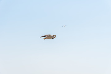 Obraz premium Seagulls flying against sky at Mont Saint-Michel