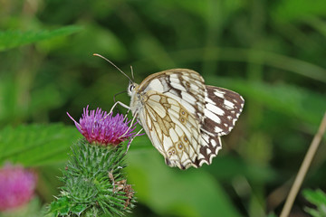 17.06.2018 DE, RLP, Mosel, Leiwen, Dhrontal Schachbrett Melanargia galathea (LINNAEUS, 1758)