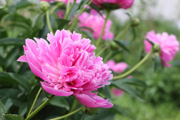 Pink peony in the summer garden