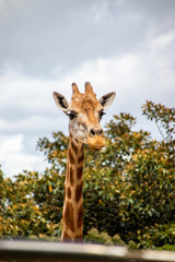 zoo