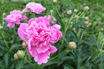 Pink peony in the summer garden