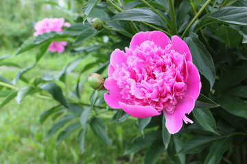 Pink peony in the summer garden
