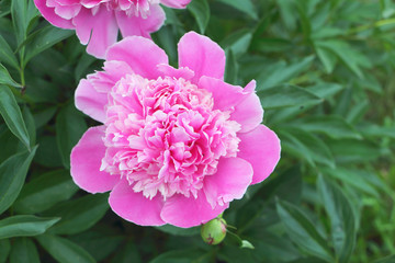 Pink peony in the summer garden