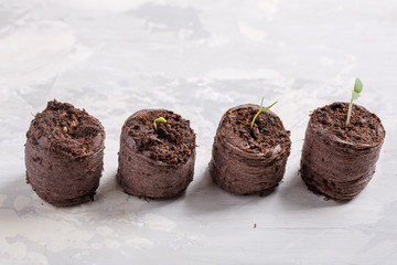 Young seedling sprouts in the peat tablets. Gardening concept.