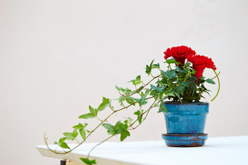 Preserved red carnation 