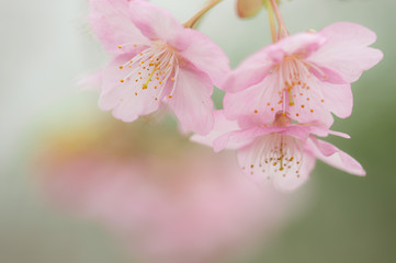 春の花　カワズザクラ