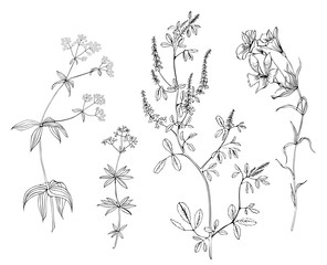 Set of meadow herbs in vector