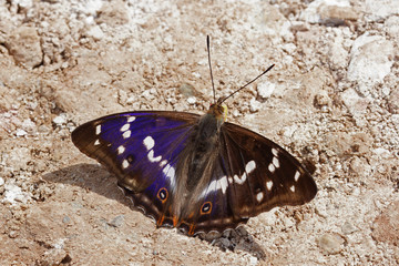 17.06.2018 DE, RLP, Mosel, Leiwen, Dhrontal Groáer Schillerfalter Apatura iris (LINNAEUS, 1758)