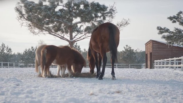 Two cute ponies and one big brown horse eating hay at a winter ranch. Shooting from behind fance, camera moves down. Concept of horse breeding