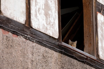 Scheue Katze in alter Scheune