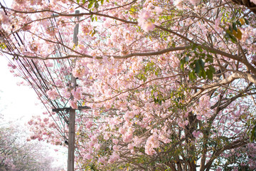 Pink Pantip Flower