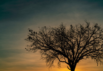 Fototapeta na wymiar Silhouette dead tree on beautiful sunset or sunrise on golden sky. Background for peaceful and tranquil concept. Light for hope and spiritual. Awakening and inspiration concept. Soul and respect.