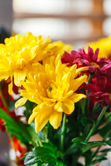 Close up of chrysanthemums