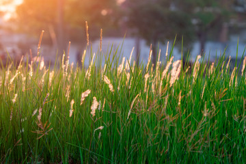 Grass flowers field in the morning with natural sunlight. Beautiful nature landscape.