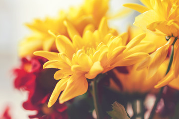 Obraz premium Close up of chrysanthemums