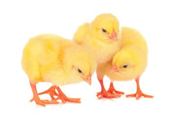 chicks in front of white background.