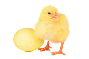 little newborn chickens isolated on white background