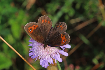 15.07.2018 DE, NRW, Nettersheim, Schmetterlingspfad Graubindiger Mohrenfalter Erebia aethiops