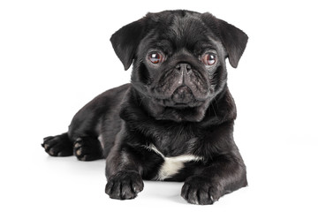 Pug dog isolated on a white background