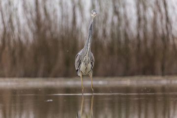 Grey Heron