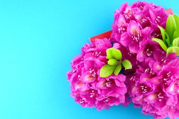 Fototapeta premium Rhododendron flower. Flower frame.Flower card.A bouquet of pink rhododendron on a bright blue background.Mothers Day. International Women's Day.