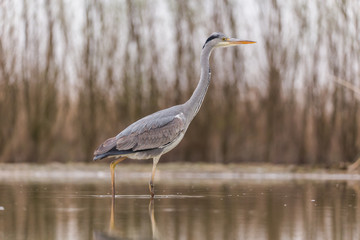 Grey Heron