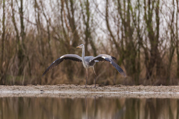 Grey Heron