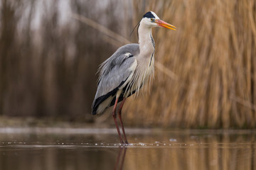 Grey Heron