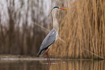 Obraz premium Grey Heron