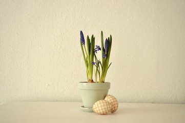 easter eggs with muscari