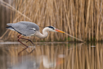 Grey Heron
