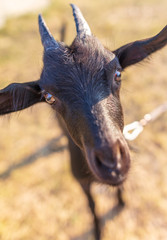 Portrait of a black goat in a pasture