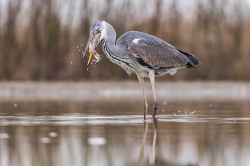 Grey Heron