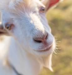 Obraz premium Portrait of a white goat in a pasture