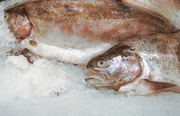 Chilled fish in the ice on the counter in the store