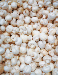 Fresh champignon mushrooms on the counter in the store