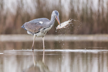 Grey Heron