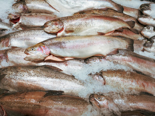 Chilled fish in the ice on the counter in the store