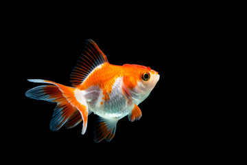 goldfish isolated on a dark black background