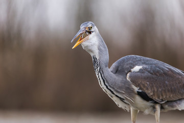 Grey Heron