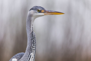 Fototapeta premium Grey Heron