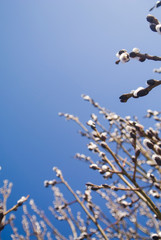 Early spring. Willow branches. First swollen kidneys. Palm Sunday. Beauty of nature. Natural background.