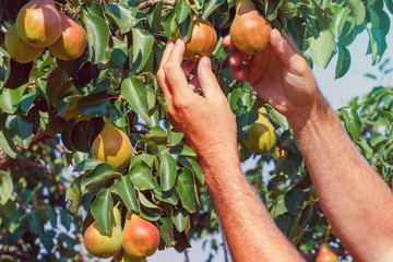 An elderly man is engaged in harvesting pears in a hot summer day.