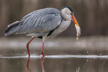 Grey Heron