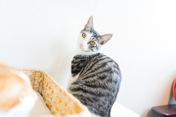 猫 ねこ ネコ 可愛い 表情 猫カフェ