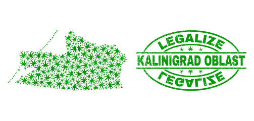 Vector cannabis Kalinigrad Region map mosaic and grunge textured Legalize stamp seal. Concept with green weed leaves. Concept for cannabis legalize campaign.