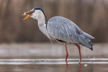 Grey Heron